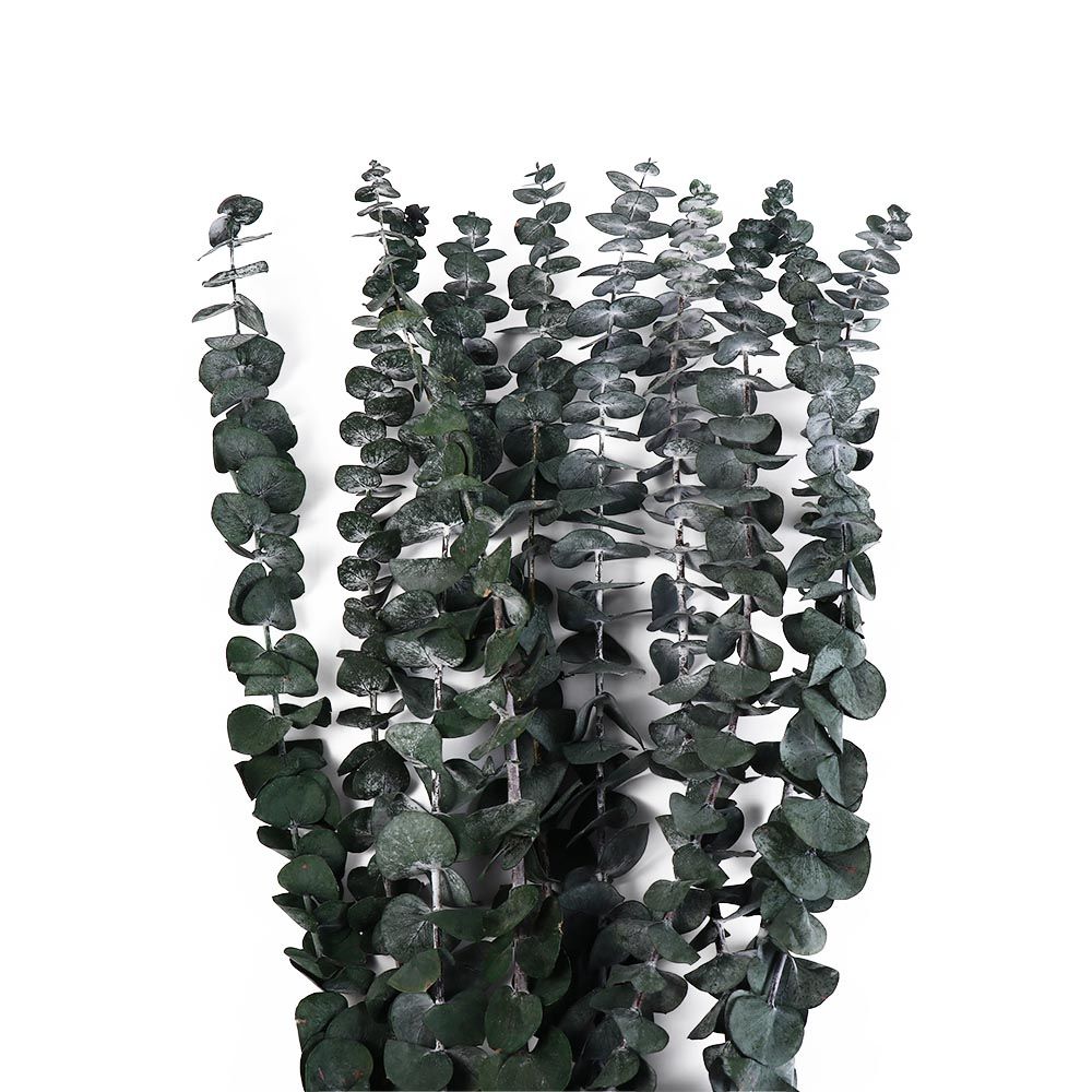 ใบยูคาลิปตัสแห้งแขวนตกแต่ง 10  - Eucalyptus Preserved บทวิจารณ์และราคา